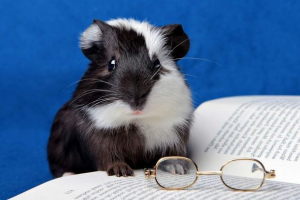 Zdravlje zamorca Zdravlje zamorca